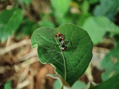 Camponotus rufoglaucus