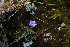 Gentiana arisanensis