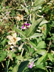 Lycium barbarum