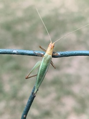 Oecanthus pini