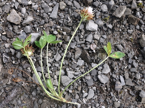 Image of Trifolium thalii by (c) Wolfgang Jauch, some rights reserved (CC BY)