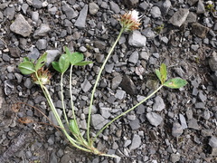 Trifolium thalii