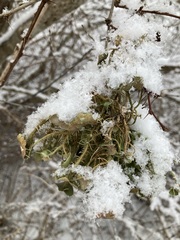 Usnea strigosa