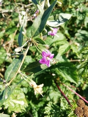 Lycium barbarum