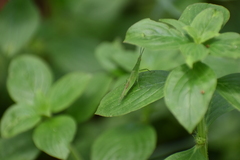 Atractomorpha lata