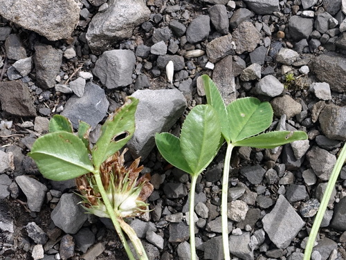 Image of Trifolium thalii by (c) Wolfgang Jauch, some rights reserved (CC BY)
