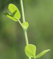 Vicia johannis