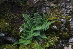 Dryopteris alpestris