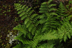 Dryopteris alpestris