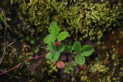 Fragaria hayatae