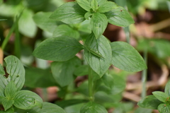 Atractomorpha lata