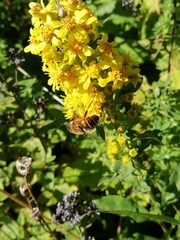 Eristalis