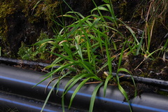 Anthoxanthum horsfieldii