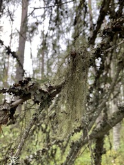 Usnea dasopoga