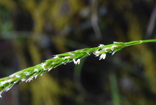 Anthoxanthum horsfieldii iNat (2)