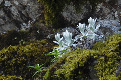 Anaphalis nepalensis