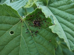 Tapinoma melanocephalum