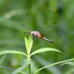 Brachydiplax chalybea