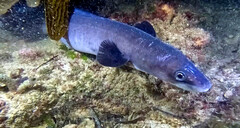 Conger wilsoni