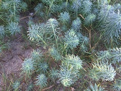 Euphorbia cyparissias