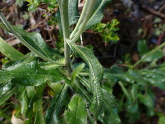 Hieracium morii