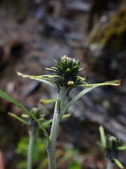 Hieracium morii