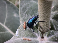 Platycorynus peregrinus