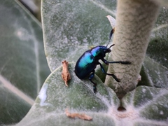 Platycorynus peregrinus