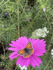 Lycaena phlaeas