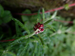Anaphalis morrisonicola