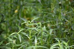 Brachydiplax chalybea