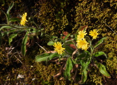Hieracium morii