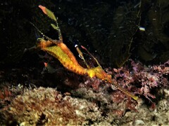 Phyllopteryx taeniolatus