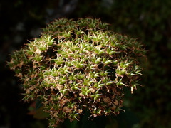 Spiraea hayatana
