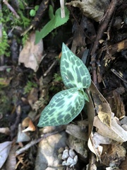Goodyera schlechtendaliana