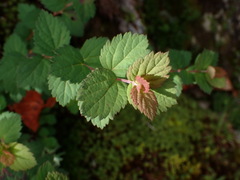 Spiraea hayatana