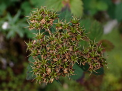 Spiraea hayatana