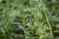 Brachydiplax chalybea