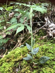 Goodyera schlechtendaliana