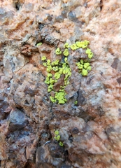 Acarosporaceae