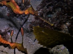 Phyllopteryx taeniolatus