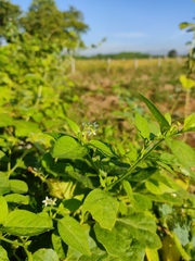 Solanum americanum