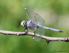 Libellula comanche