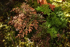 Cryptogramma brunoniana