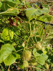 Passiflora foetida
