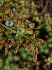 Cryptogramma brunoniana