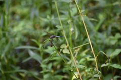 Brachydiplax chalybea