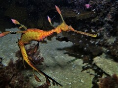 Phyllopteryx taeniolatus