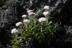 Anaphalis morrisonicola