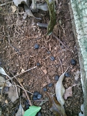 Odocoileus virginianus cariacou